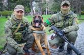 В Николаеве трофейный пес из Росгвардии за месяц выучил команды на украинском языке и заступает на службу