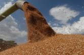 Запасов пшеницы на Земле осталось на 10 недель, - ООН