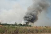 В степном Николаеве сгорело 45 гектаров леса (ФОТО)