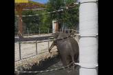 В Николаевском зоопарке показали резвящихся слонов ( видео)