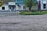 На юге Украины военные ВСУ провели операцию «Подкова» и спасли двух пони (видео)