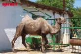 Верблюд из Николаева по кличке Басмач отправился на курорт в Крым, где намерен жениться