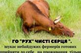 Из прифронтового села Николаевской области спасли стадо из почти 200 коров