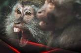 «Нам только этого не хватало», - начальник горздрава Николаева о пандемии оспы обезьян
