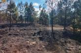В Николаевской области за день подожгли два леса