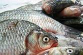 Херсонские ихтиологи подозревают Николаевский глиноземный завод в массовом отравлении рыбы