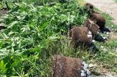 Жители Николаевской области выращивали наркорастения – изъято 1,2 кг каннабиса