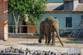 Директор зоопарка рассказал о решении не эвакуировать животных из прифронтового Николаева
