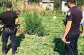 В Николаевской области житель вырастил 108 кустов конопли: теперь ему грозит срок