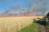В Николаевской области горело поле с пшеницей – урожай, предположительно, подожгли