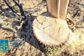 Житель Николаевской области незаконно рубил дубы: ущерб оценили в 70 тысяч гривен