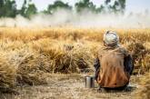Африка має намір самостійно вирощувати зерно