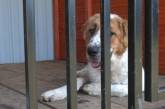 В приюте Ивано-Франковска показали, как обустроились эвакуированные из Николаева собаки