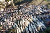 В Николаевской области браконьер наловил рыбы более, чем на полмиллиона гривен
