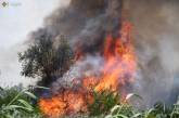 Под Николаевом из-за обстрелов горели гектары лесного урочища (видео)