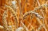 В Україні вже зібрали майже 21 млн. тонн нового врожаю