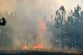 В Николаевской области масштабно горит лес