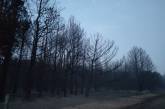 На Миколаївщині вигоріло 253 га Андріївського лісу