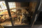 Тигри, єноти та удави: у квартирах Києва утримували близько 400 екзотичних тварин для продажу (фото)
