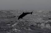 На Одещині масово гинуть дельфіни: біолог розповів, як на них впливає війна