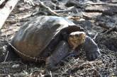 На Галапагосах знайшли черепаху, вид якої вимер 100 років тому
