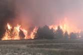 На Кинбурнской косе сгорели реликтовые леса, на их восстановление понадобится 100 лет, - министр