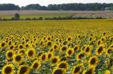 Україна оновила рекорд експорту соняшника