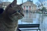 «Зірковий» кіт Степан повернувся до України та сфотографувався у Львові (фото)