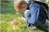 В Николаевской области 7-летний мальчик и 5-летняя девочка отравились грибами — оба госпитализированы