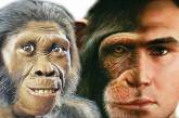 Изменение климата и вырубка лесов снова заставляет обезьян эволюционировать, - исследование