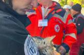 Из-под завалов жилого дома в Киеве спасли кота Филю (видео)