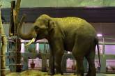 Слони на вибухи і вухом не ведуть: директор про стресостійких мешканців Миколаївського зоопарку