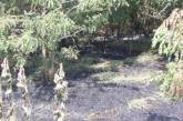 В Николаевской области сгорел подсолнечник: ущерб - более 1 млн. грн.