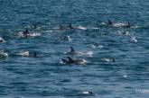 У Чорному морі через війну загинуло 50 тисяч дельфінів