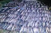На Миколаївщині браконьєри наловили риби на понад мільйон гривень