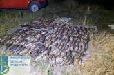 Жителі Вознесенська незаконно наловили риби: збитки оцінені в 1 мільйон