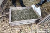 У мешканця Миколаївської області вилучили 2,5 кг канабісу
