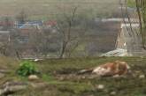 Окупанти вбили 2000 корів на фермі у Харківській області