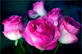 Одесса подарила Николаеву 500 саженцев роз — их уже высаживают (видео)