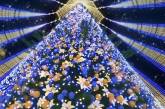 Украинцы выступили против установки новогодней елки в Киеве