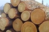 Кабмин ввел запрет на экспорт топливной древесины