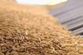 Окупанти вивезли з України пшеницю щонайменше на один мільярд доларів, - ЗМІ
