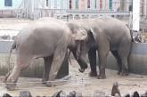 «Битва» слонів у Миколаївському зоопарку: з'явилося відео