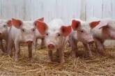 У Миколаївській області — спалах африканської чуми свиней