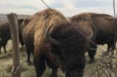 В Николаевской области едва не погибло уникальное стадо американских бизонов 