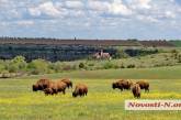 Немецкие зоозащитники помогут американским бизонам в заповеднике Николаевской области