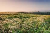На Миколаївщині сільрада незаконно передала у власність землі «Єланецького степу»