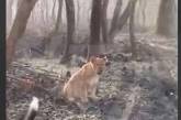 Біля кордону з Україною в районі Паланки виявили лева, що гуляє лісом (відео)