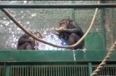 В Николаевском зоопарке показали, как развлекали шимпанзе (видео)