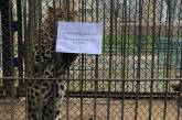 Директор Николаевского зоопарка предложил обменять леопардов на танки Leopard